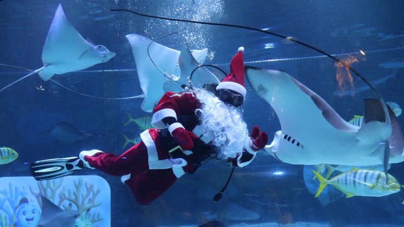 [서울=뉴시스] 바다 속 크리스마스 시즌 이벤트.