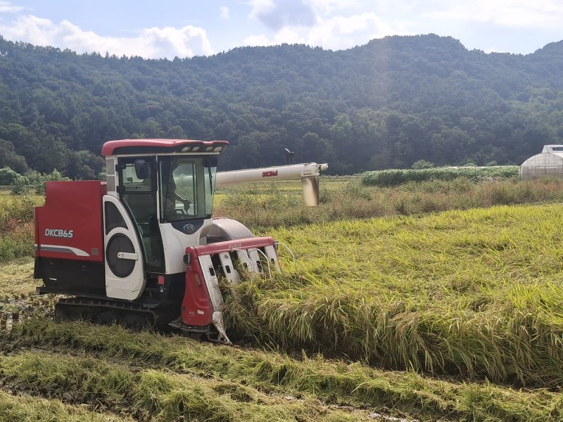벼 수확 작업 장면 (옥천군 제공. 재판매 및 DB금지) /뉴스1