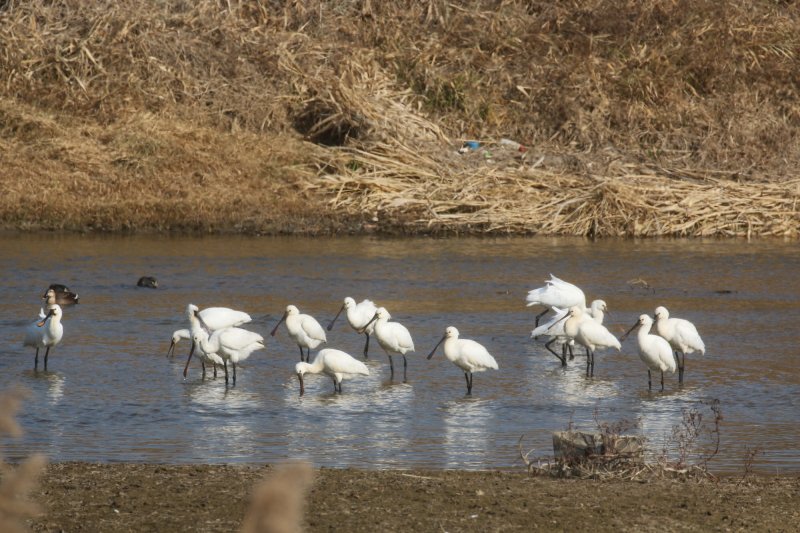 노랑부리저어새 무리 (공익단체 늘푸른나무 제공.재판매 및 DB금지)/뉴스1