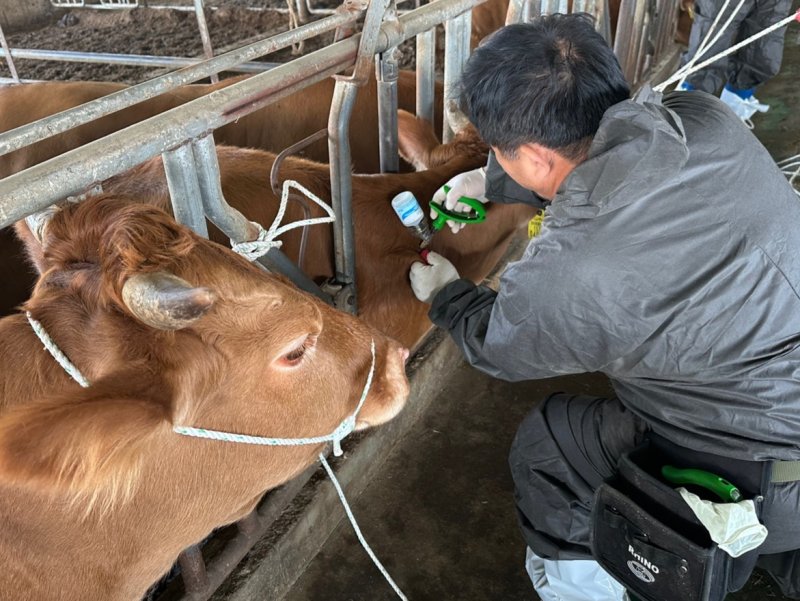 [보성=뉴시스] 사진은 지난 3월 17일 전남 보성의 한 농장에서 공수의사가 한우를 대상으로 구제역 백신을 접종하고 있는 모습. (사진 = 보성군 제공). 2025.03.17. photo@newsis.com *재판매 및 DB 금지