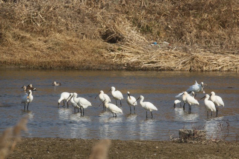 [논산=뉴시스]논산 연산천에서 월동 중인 노랑부리저어새 모습. (사진=늘푸른나무 제공) 2025. 12. 09 photo@newsis.com *재판매 및 DB 금지