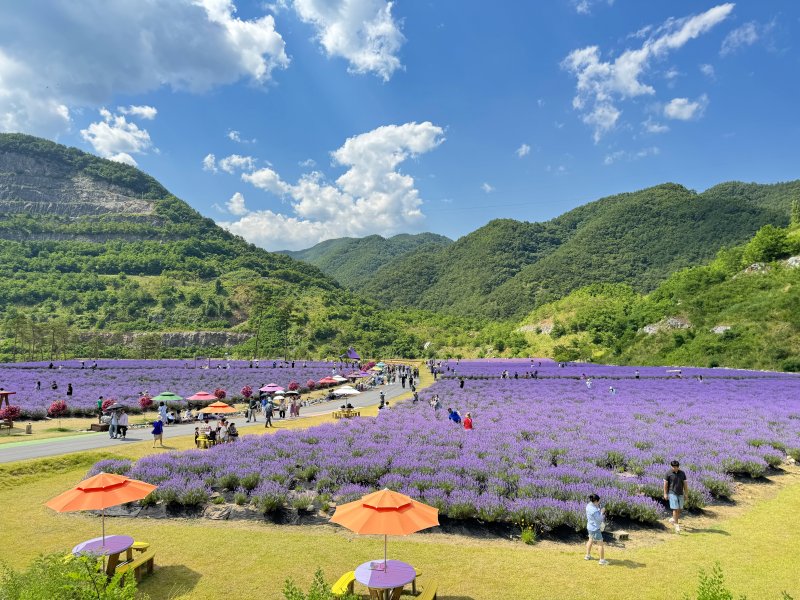 동해시 무릉별유천지 라벤더축제 현장.(동해시 제공, 재판매 및 DB 금지) 2025.12.9/뉴스1