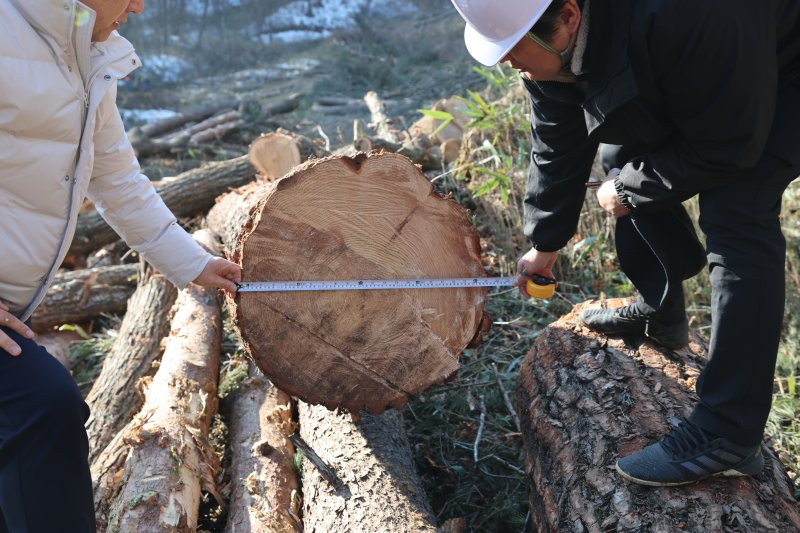 [평창=뉴시스] 목재생산림 벌채 현장. (사진=뉴시스 DB). photo@newsis.com *재판매 및 DB 금지