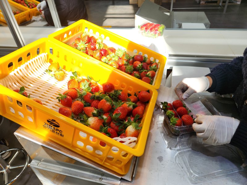 [거창=뉴시스] 서북부경남거점APC, 딸기공선조직 결성 (사진=거창군 제공) 2025. 12. 09. photo@newsis.com *재판매 및 DB 금지