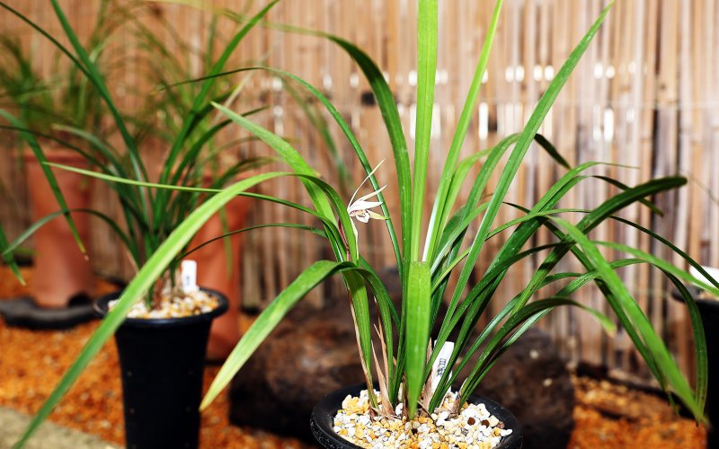 [함평=뉴시스] 전남 함평군은 자연생태공원에 멸종위기 야생식물 1급 '제주한란(寒蘭)'이 초겨울에 꽃을 틔워 은은한 향기를 전하고 있다고 9일 밝혔다. (사진=함평군 제공) 2025.12.09. photo@newsis.com *재판매 및 DB 금지