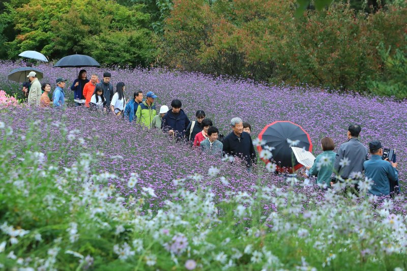 7일 오후 강원 인제군 북면 용대리 일원에서 열린 '2025 인제 가을꽃 축제'에서 관광객들이 우산을 쓰고 꽃길을 거닐며 추억을 쌓고 있다. 지난달 27일 개막한 축제는 ‘인제에서 꽃길만 걷자’를 주제로 오는 19일까지 이어진다.(인제군 제공. 재판매 및 DB금지) 2025.10.7/뉴스1 ⓒ News1 이종재 기자