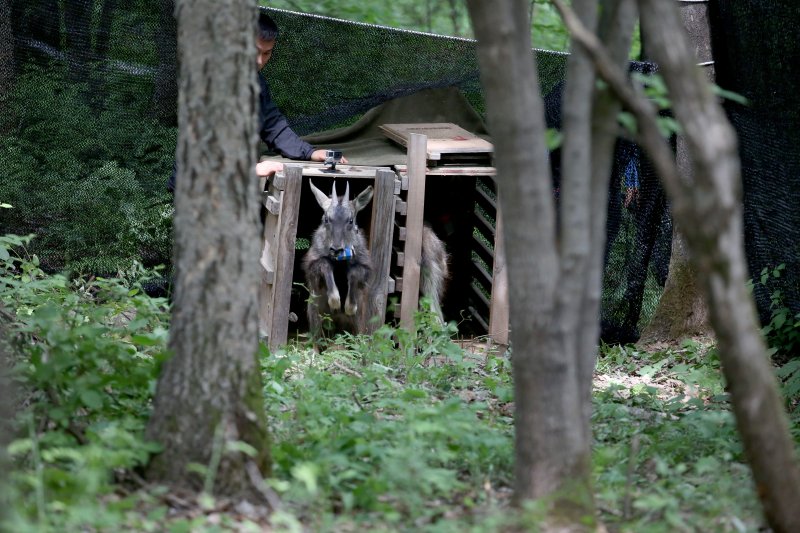 천연기념물 제217호로 지정된 산양이양구 원당리 생태식물원 인근에서 방사되고 있다. 센터는 산양의 이동경로 및 서식권 파악 등 연구를 위한 위치추적기를 산양의 목에 부착했다.(자료사진)/뉴스1 DB