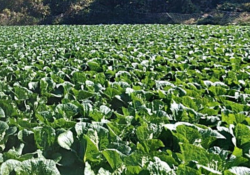 [평창=뉴시스] 고랭지 배추밭. (사진=뉴시스 DB). photo@newsis.com *재판매 및 DB 금지