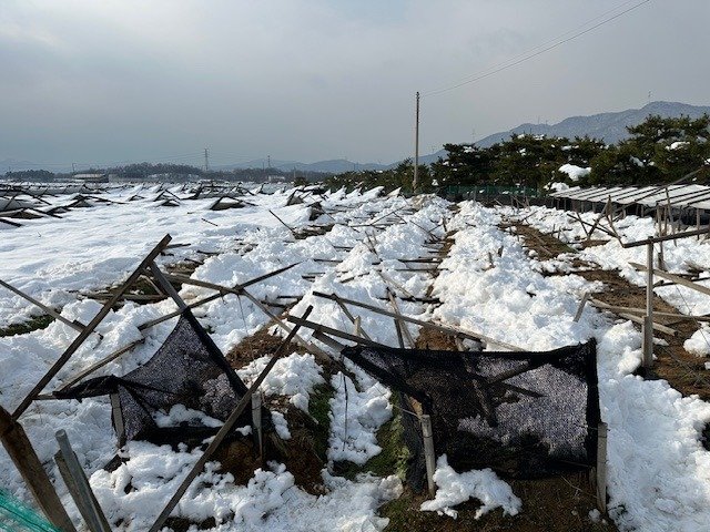차광망을 제거하지 않아 폭설로 붕괴된 인삼밭 시설(농촌진흥청 제공. 재판매 및 DB금지) 2025.12.09 /뉴스1