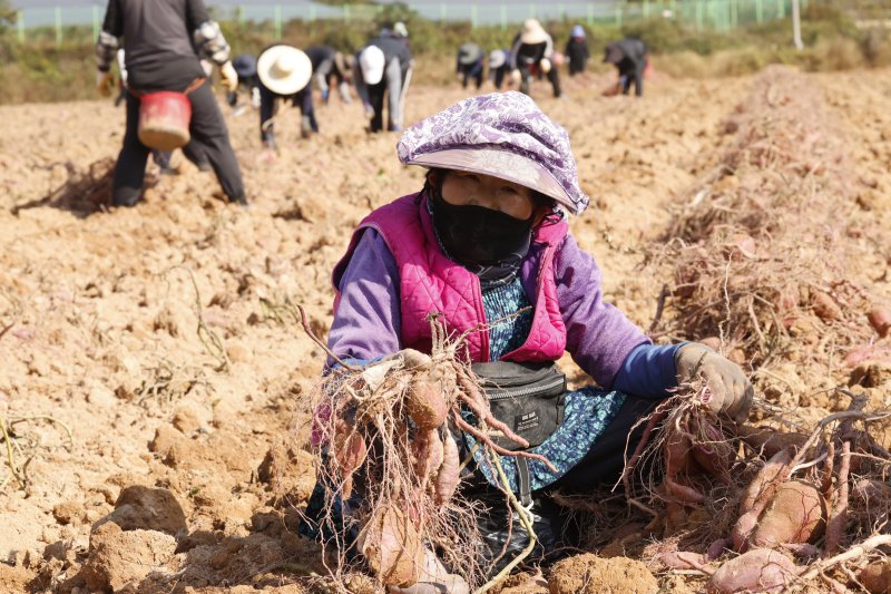5일 전남 영암군 신북면 한 황토고구마밭에서 농민들이 고구마 수확에 한창이다. 2025.11.5/뉴스1 ⓒ News1 김태성 기자