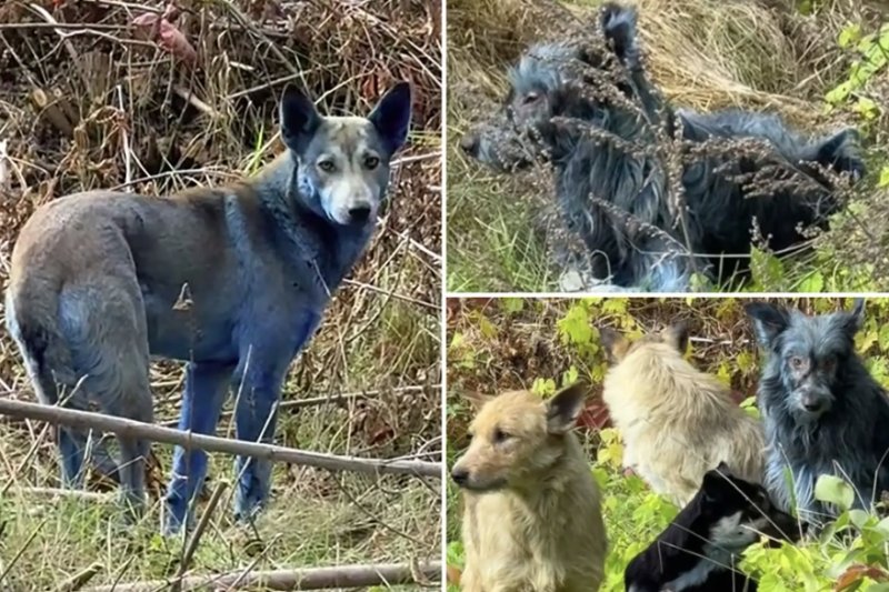 [서울=뉴시스]체르노빌 원전 인근에서 털이 파란색으로 변한 개들이 발견됐다. (사진출처: 뉴욕포스트 캡처)2025.10.28.