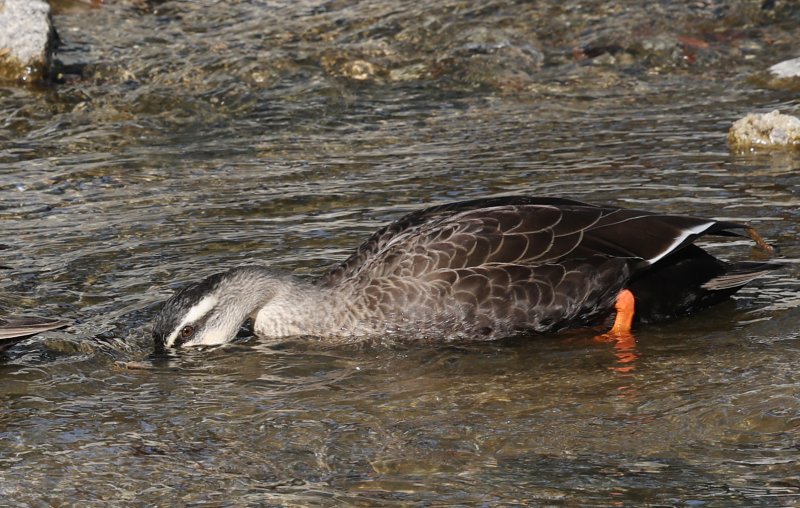 포근한 겨울 날씨를 보인 9일 경기 수원시 권선구 세류천에서 흰뺨검둥오리가 먹이 활동을 하고 있다. 2025.12.9/뉴스1 ⓒ News1 김영운 기자