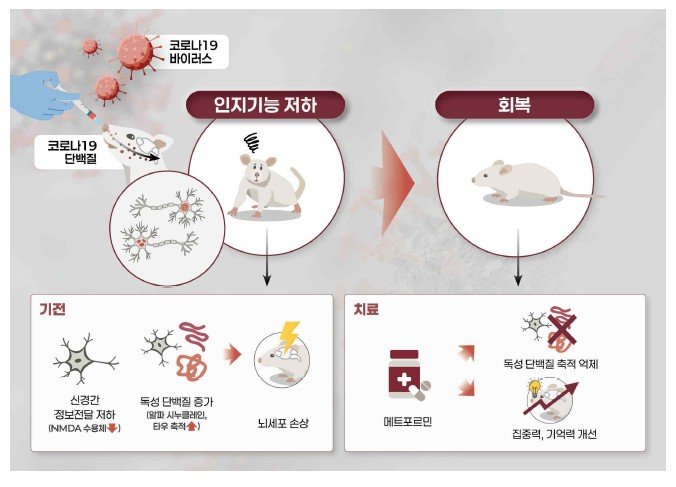 [서울=뉴시스] 코로나19 감염 후 나타나는 인지장애와 관련한 국립보건연구원의 연구 내용을 설명하는 그림. (자료=질병관리청 제공) 2025. 12. 10. *재판매 및 DB 금지