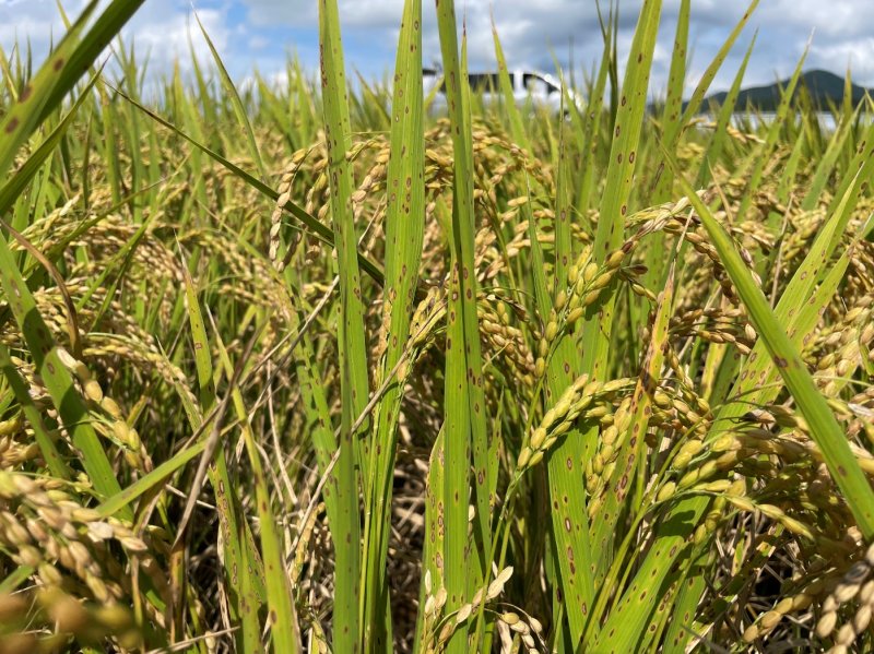 고온성 곰팡이균이 원인인 '깨씨무늬병' 창궐한 벼재배단지. (사진=뉴시스DB) photo@newsis.com *재판매 및 DB 금지
