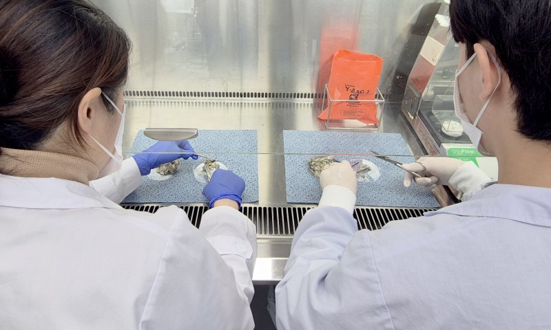 [광주=뉴시스] 광주시보건환경연구원, 생식용 굴 노로바이러스 검사 강화. (사진=광주시보건환경연구원 제공). photo@newsis.com *재판매 및 DB 금지