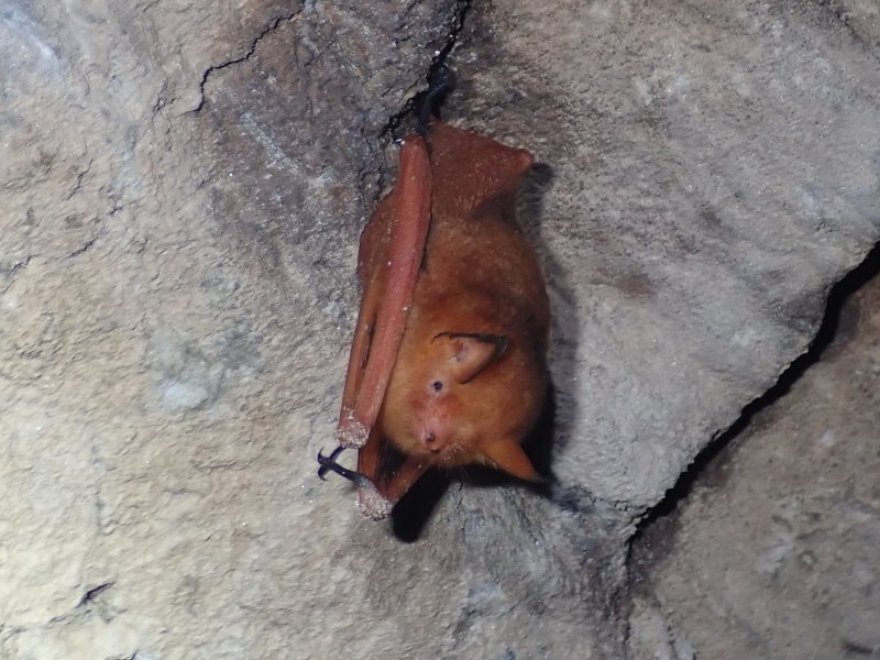 경북 울진군 왕피천 유역에서 멸종위기Ⅰ급 야생생물인 '붉은박쥐'와 Ⅱ급인 '토끼박쥐' 서식이 처음 확인됐다. 사진은 붉은박쥐. (대구환경청 제공. 재판매 및 DB 금지)/뉴스1
