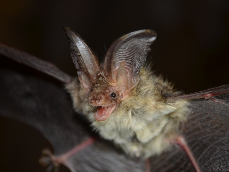 경북 울진군 왕피천 유역에서 멸종위기Ⅰ급 야생생물인 '붉은박쥐'와 Ⅱ급인 '토끼박쥐' 서식이 처음 확인됐다. 사진은 토끼박쥐. (대구환경청 제공. 재판매 및 DB 금지)/뉴스1