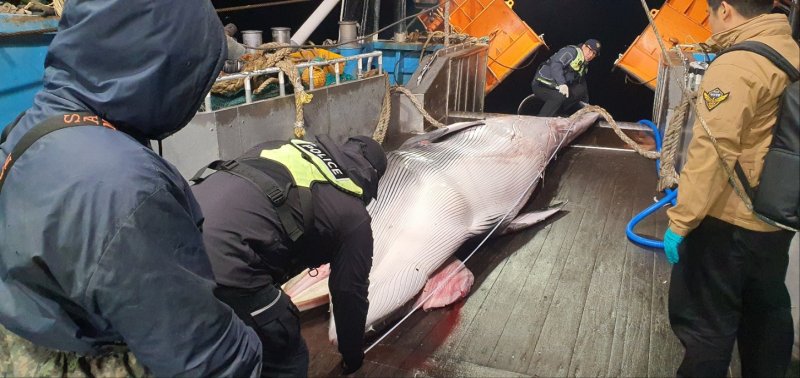 [제주=뉴시스] 9일 오후 제주 서귀포시 마라도 해상에서 밍크고래가 혼획돼 해경이 조사에 나서고 있다. (사진=서귀포해양경찰서 제공) 2025.12.10. photo@newsis.com