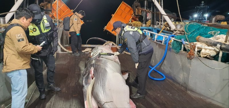 [제주=뉴시스] 9일 오후 제주 서귀포시 마라도 해상에서 밍크고래가 혼획돼 해경이 조사에 나서고 있다. (사진=서귀포해양경찰서 제공) 2025.12.10. photo@newsis.com