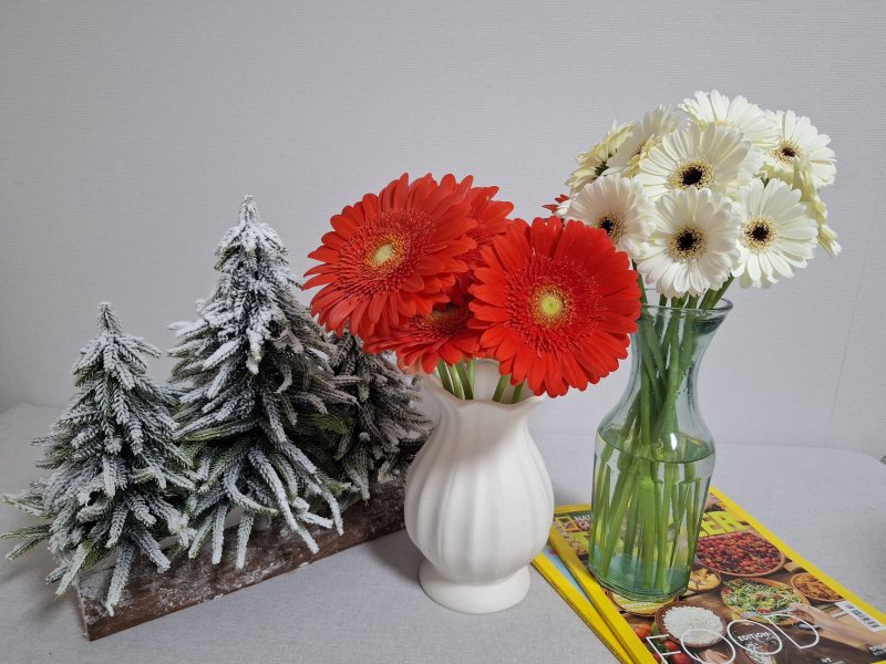 미니 거베라 신품종 산타클로스(왼쪽)와 스노우벨(경남농기원 제공. 재판매 및 DB금지).