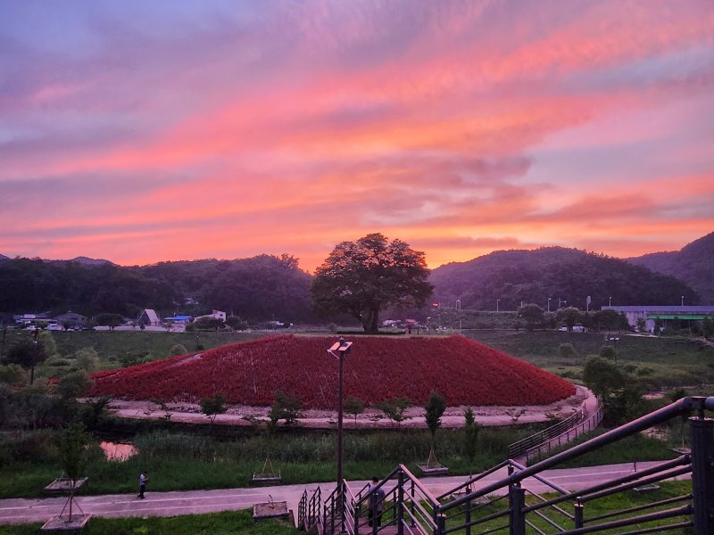 강원 영월군 동서강정원 청령포원. (영월군 제공. 재판매 및 DB금지) 2025.12.10/뉴스1