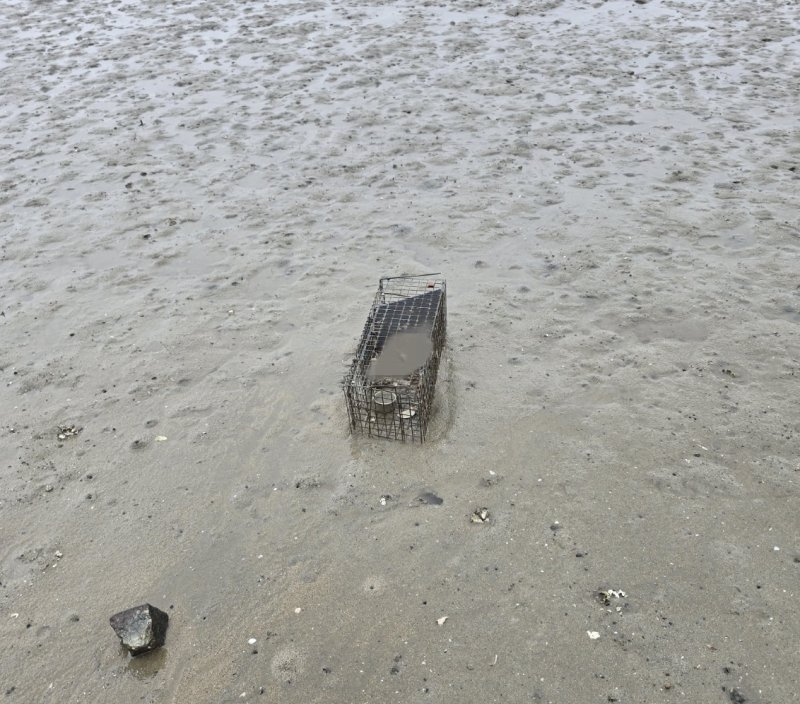 광양 태인동 명당산단 인근 갯벌에서 발견된 포획틀과 고양이 사체. (동물권행동 카라 제공. 재판매 및 DB금지)