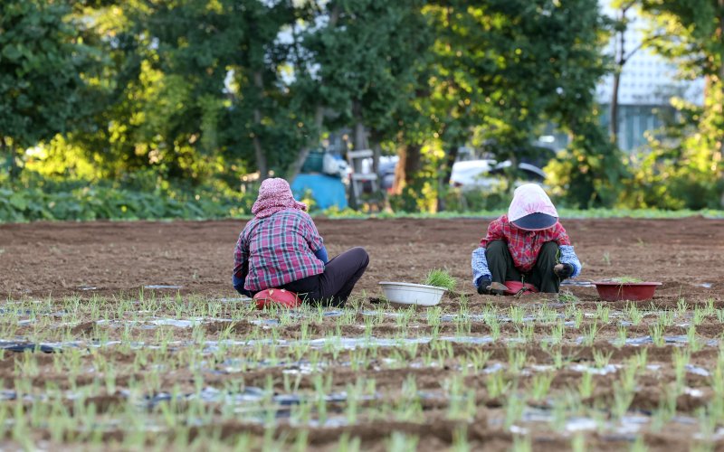 대파 모종을 옮겨 심고 있는 농민들. (사진=뉴시스DB) photo@newsis.com