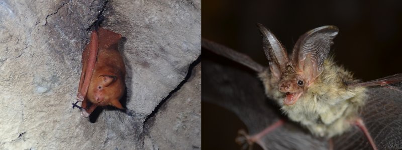 [대구=뉴시스] 왼쪽부터 멸종위기 야생생물인 붉은박쥐(1급)와 토끼박쥐(2급). (사진=대구지방환경청 제공) 2025.12.10. photo@newsis.com *재판매 및 DB 금지