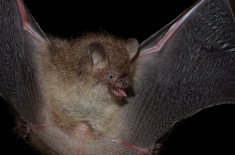 [대구=뉴시스] 멸종위기 야생생물인 작은관코박쥐(1급). (사진=대구지방환경청 제공) 2025.12.10. photo@newsis.com *재판매 및 DB 금지