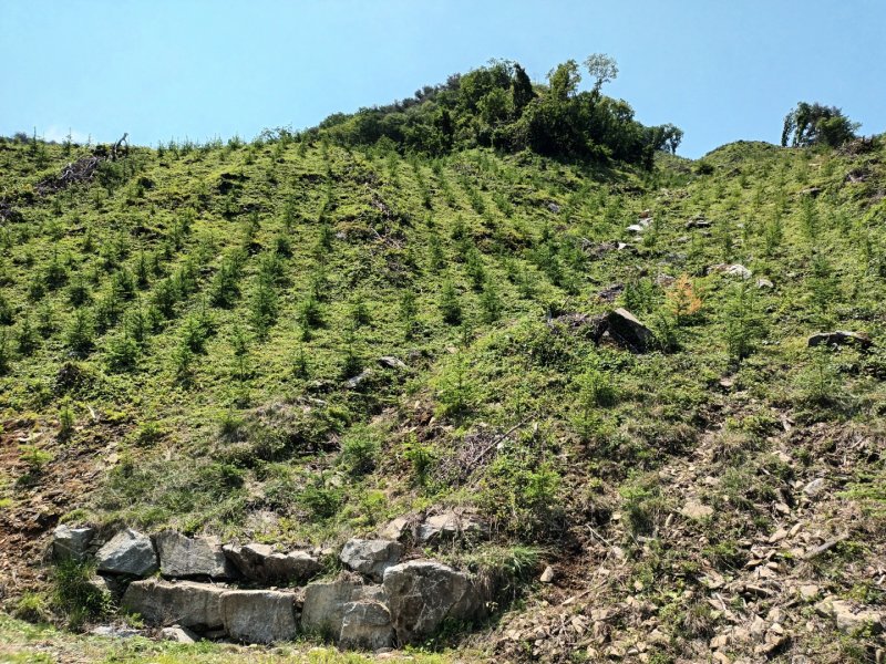 [거창=뉴시스] 거창군 조림사업 완료 (사진=거창군 제공) 2025. 12. 10. photo@newsis.com *재판매 및 DB 금지