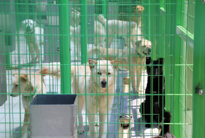제주시 용강동 제주동물보호센터 내 유기견(자료사진)/뉴스1