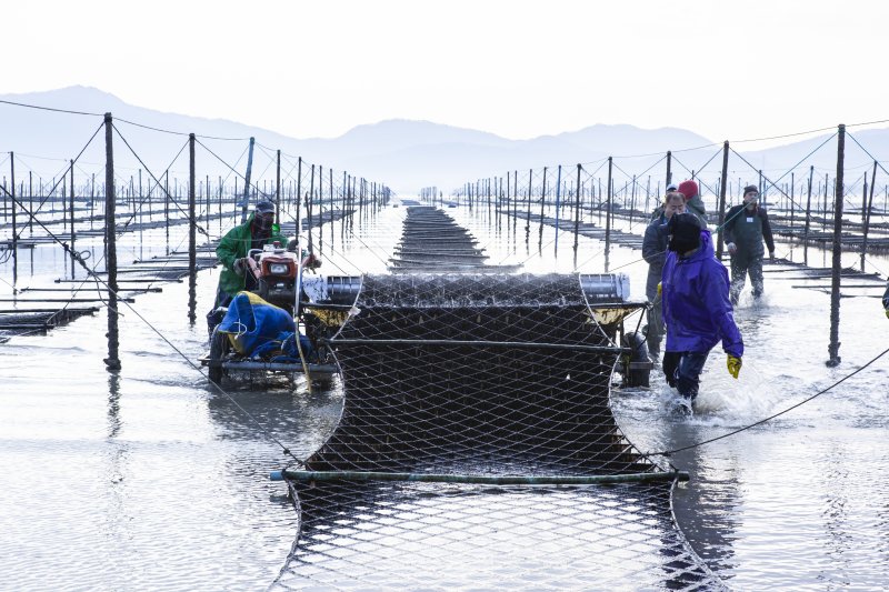 재개된 전북 고창군의 전통 지주식 김 양식장 현장.(고창군 제공. 재판매 및 DB금지)2025.12.10/뉴스1