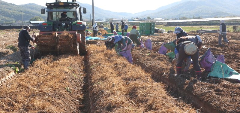 [인천=뉴시스] 전진환 기자 = 사진은 지난 10월 27일 오전 인천 강화군의 한 인삼밭에서 농민들이 6년근 인삼을 수확하고 있는 모습. 2025.10.27. amin2@newsis.com