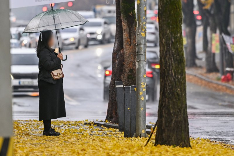 [광주=뉴시스] 이영주 기자 = 광주지역에 가을비가 내리고 있는 25일 오전 광주 북구 오치동 한 거리에 깔린 은행잎 위로 시민이 횡단보도 신호를 기다리고 있다. 이날 하루동안 광주·전남에는 5~10㎜ 비가 내릴 것으로 예보된 가운데 오전 8시 기준 광주·전남지역 누적강수량은 담양 4.5㎜, 영광 4.1㎜, 곡성 3.5㎜, 장성 3.0㎜, 광주 1.5㎜ 등을 기록하고 있다. 2025.11.25. leeyj2578@newsis.com