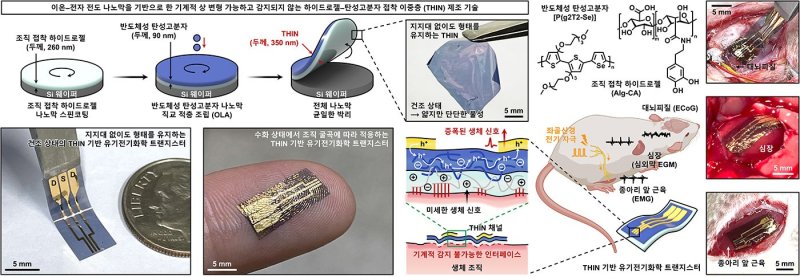형상 변형 가능한 초박막 이중층 트랜지스터(THIN-OECT)를 통한 생체신호 증폭(IBS 제공) /뉴스1