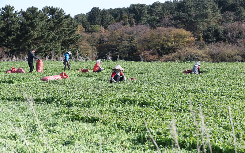 [제주=뉴시스] 우장호 기자 = 화창한 날씨를 보인 10일 오전 제주시 봉개동에서 농민들이 유채나물을 수확하고 있다. 겨울초라 불리는 유채나물은 2~4월이 제철이지만 기후가 온화한 제주에서는 겨울철에 주로 재배한다. 2025.12.10. woo1223@newsis.com