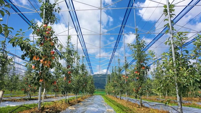 스마트 과수원 (보은군 제공. 재판매 및 DB금지) /뉴스1