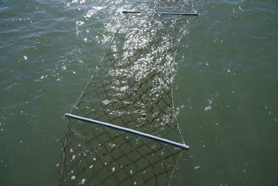 서천 해역에서 생산 중인 물김.(서천군 제공. 재판매 및 DB금지)/뉴스1