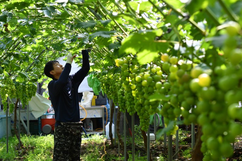 샤인머스캣 수확 장면 (자료사진) /뉴스1