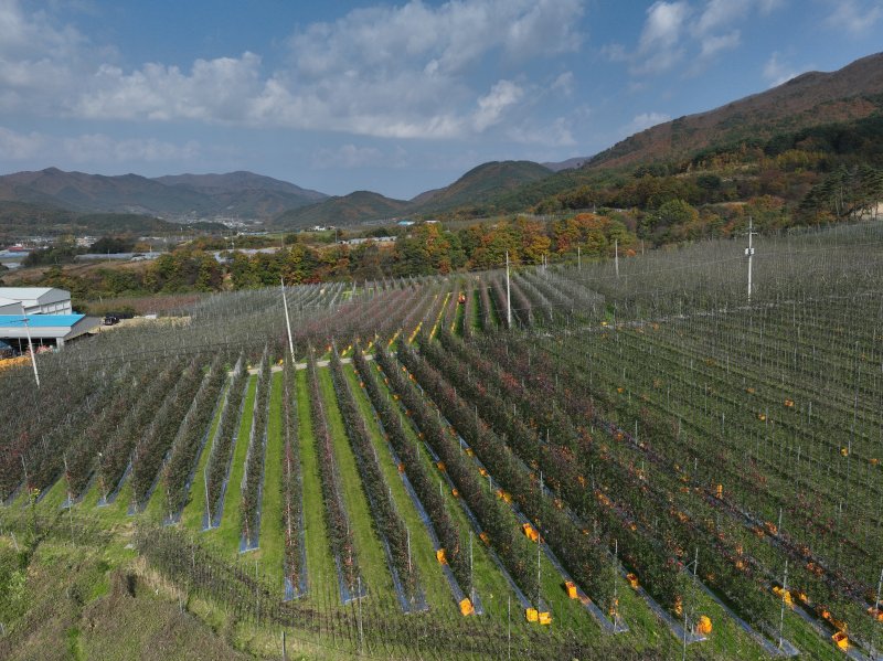 경북도가 산불 피해를 입은 과수 농가를 대상으로 ‘과수 고품질 시설 현대화 사업’을 추진해 미래형 과원으로 재조성할 계획이다. ⓒ News1 김대벽기자