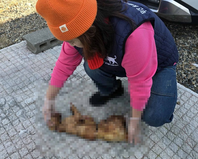 [부산=뉴시스] 부산 강서구에서 불에 탄 채 토막 난 상태로 발견된 고양이 사체. (사진=부산동물사랑길고양이보호연대 제공) 2025.12.11. photo@newsis.com *재판매 및 DB 금지