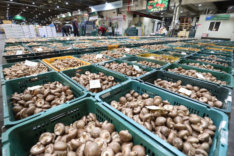 표고버섯 자료사진/뉴스1 ⓒ News1