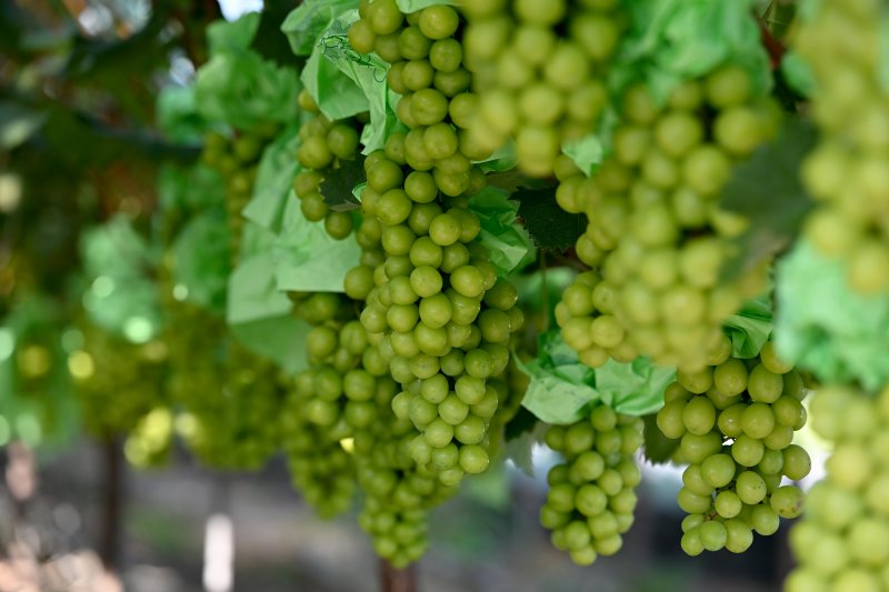 (출처=뉴시스/NEWSIS)