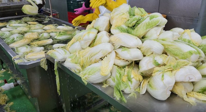 [전주=뉴시스] 국립농산물품질관리원(농관원)은 지난 10월 27일부터 이달 5일까지 배추김치 및 김장 양념류 중심으로 원산지 표시 일제점검을 실시한 결과 위반업체 142개소를 적발했다고 11일 밝혔다. 사진은 농관원 전북지원이 지난해 진행한 배추김지 원산지 단속 모습. (사진=농관원 전북지원 제공) 2024.12.11. photo@newsis.com *재판매 및 DB 금지