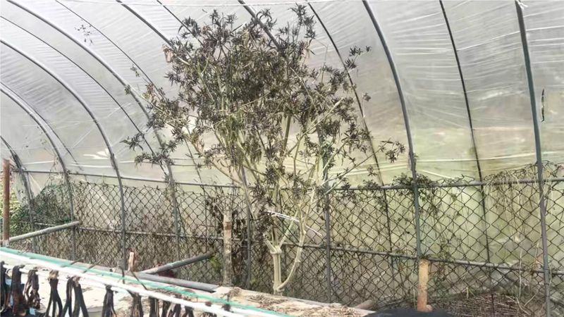 A씨 일당은 강원도 산속 오지에 일반 비닐하우스처럼 위장해 대마 나무를 직접 재배했다. 서울경찰청 제공