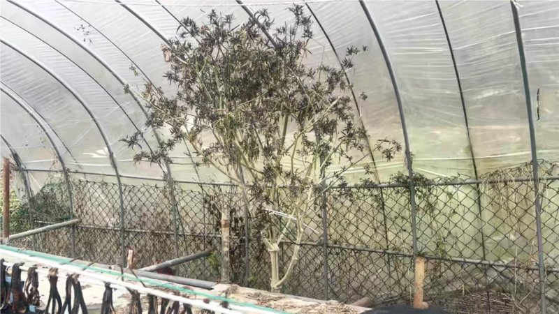 [서울=뉴시스]11일 서울경찰청 광역수사단 마약범죄수사대는 지난 10월 29일 마약류 관리에 관한 법률 위반 혐의로 A씨와 B씨를 검거해 구속하고 이들의 차량·주거지에 보관하던 대마 약 6.3㎏(시가 약 9억4500만원 상당)을 압수했다고 밝혔다.(사진=서울경찰청 광역수사단 마약범죄수사대) 2025.12.11 photo@newsis.com