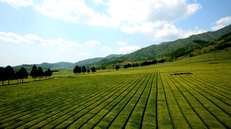 전남 보성군이 세계적인 말차 열풍 속에 '보성차 제2부흥기'를 본격 추진한다. 사진은 보성차밭 전경. 보성군 제공