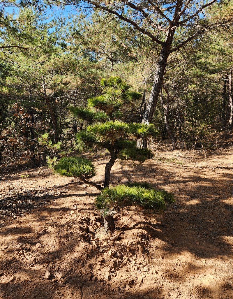 안동 병산서원의 윤석열 전 대통령의 기념식수가 서원 뒷산 150m 떨어진 곳에 이식됐다.(독자제공. 재판매 및 DB 금지)2025.12.11/뉴스1