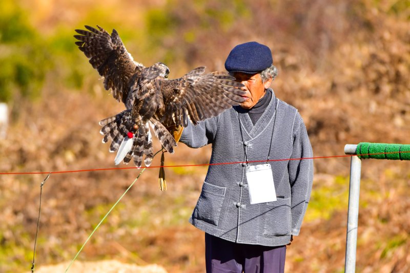 매사냥 자료사진. 진안군 제공