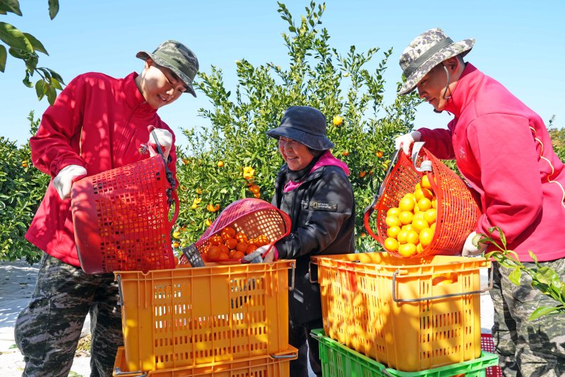 [제주=뉴시스] 해병대 제9여단 장병들이 제주지역 감귤 농가를 찾아 수확을 돕고 있다. (사진=해병대 제9여단 제공) 2025.12.11. photo@newsis.com *재판매 및 DB 금지